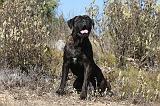 CANE CORSO 103